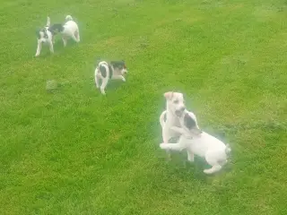 Dansk svensk gårdhundehvalpe