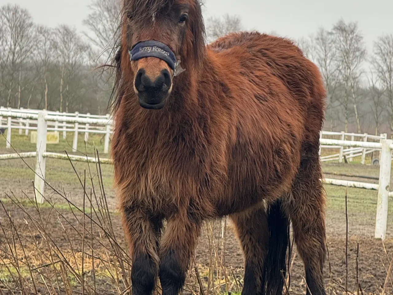 Billede 4 - Pony