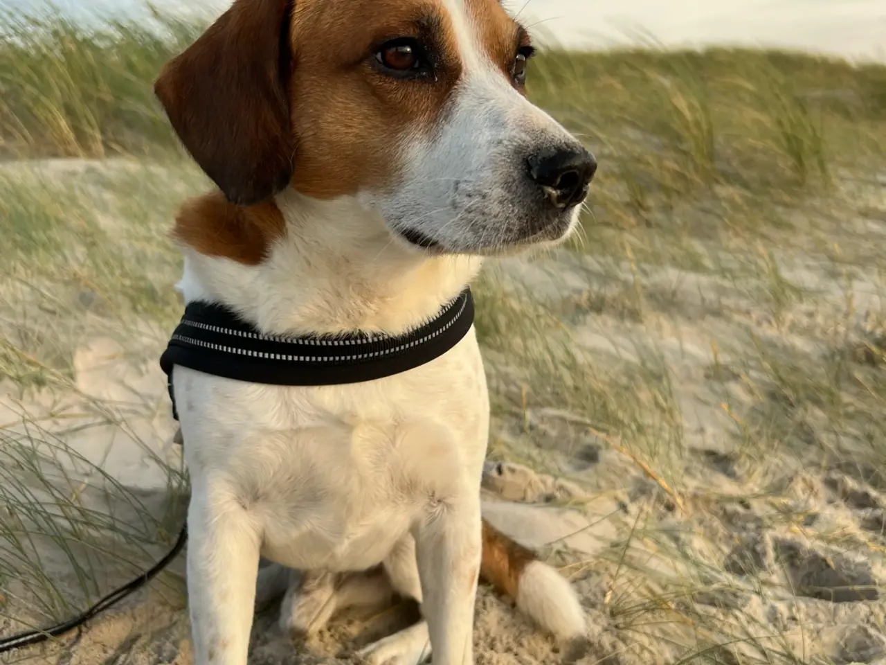 Billede 4 - Hanhund til avl - Dansk/Svensk Gårdhund