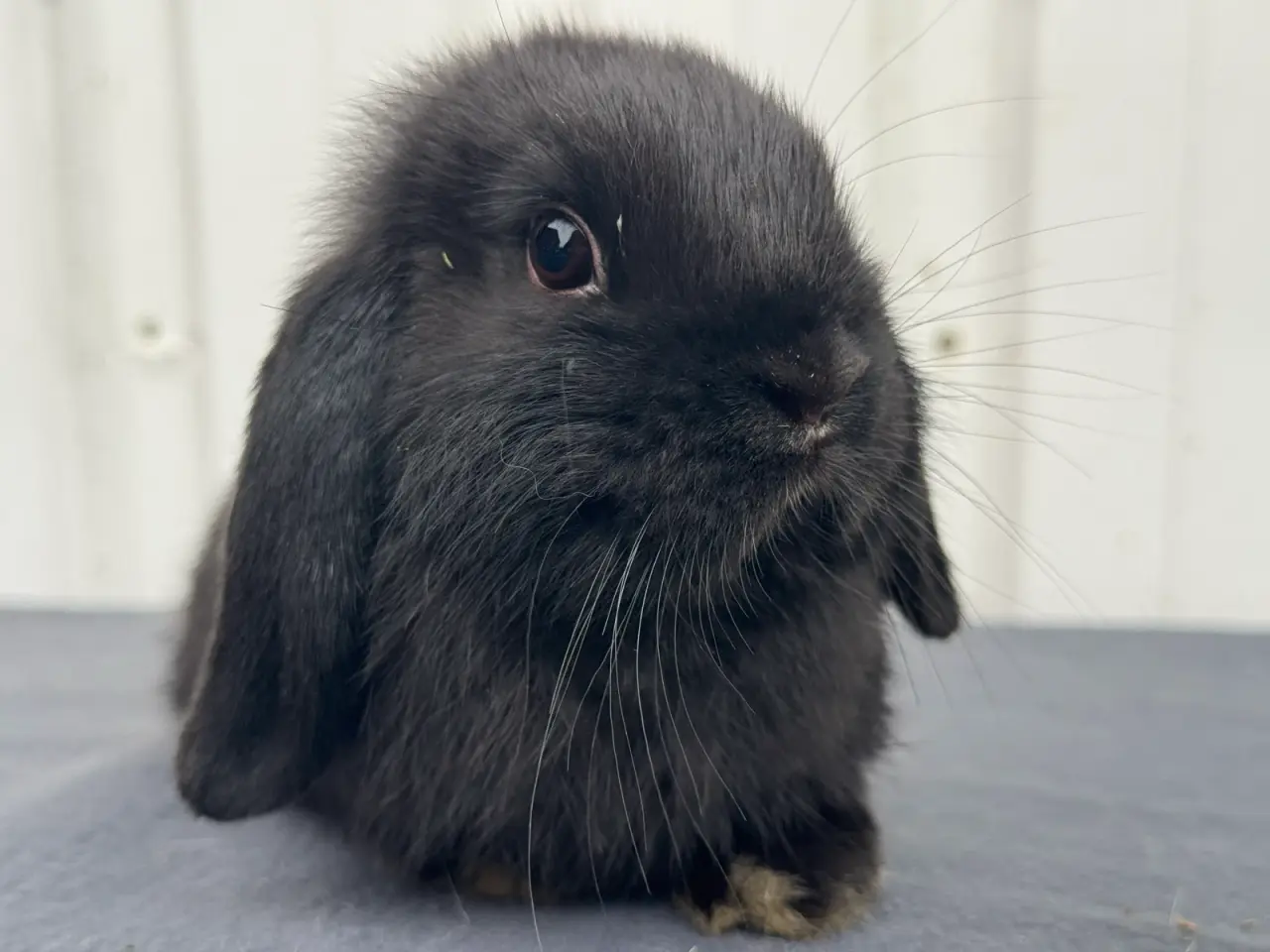 Billede 3 - Mini lop hunkanin