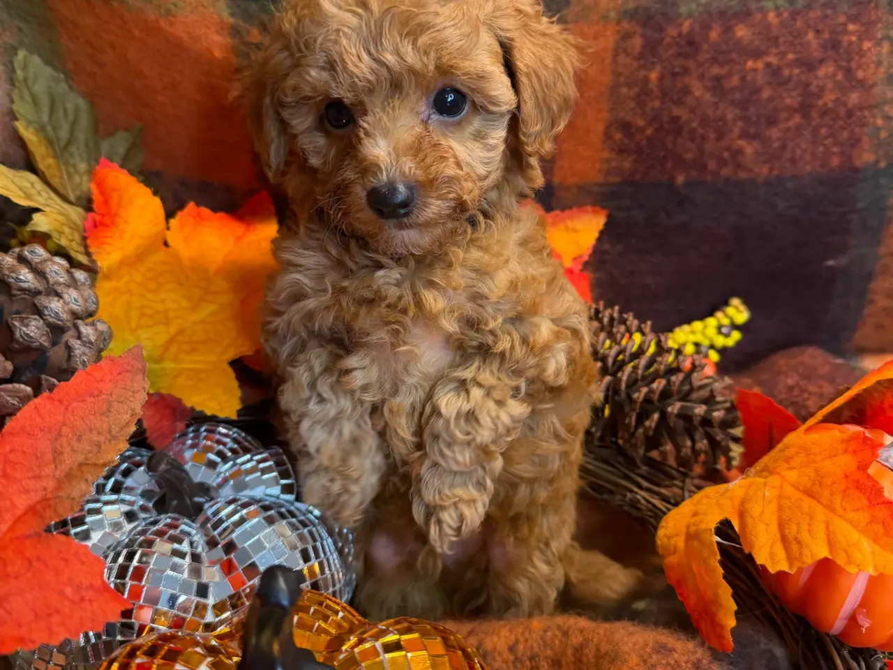 Billede 9 - Skønne mini Maltipoo hvalpe
