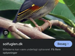 tropfugle