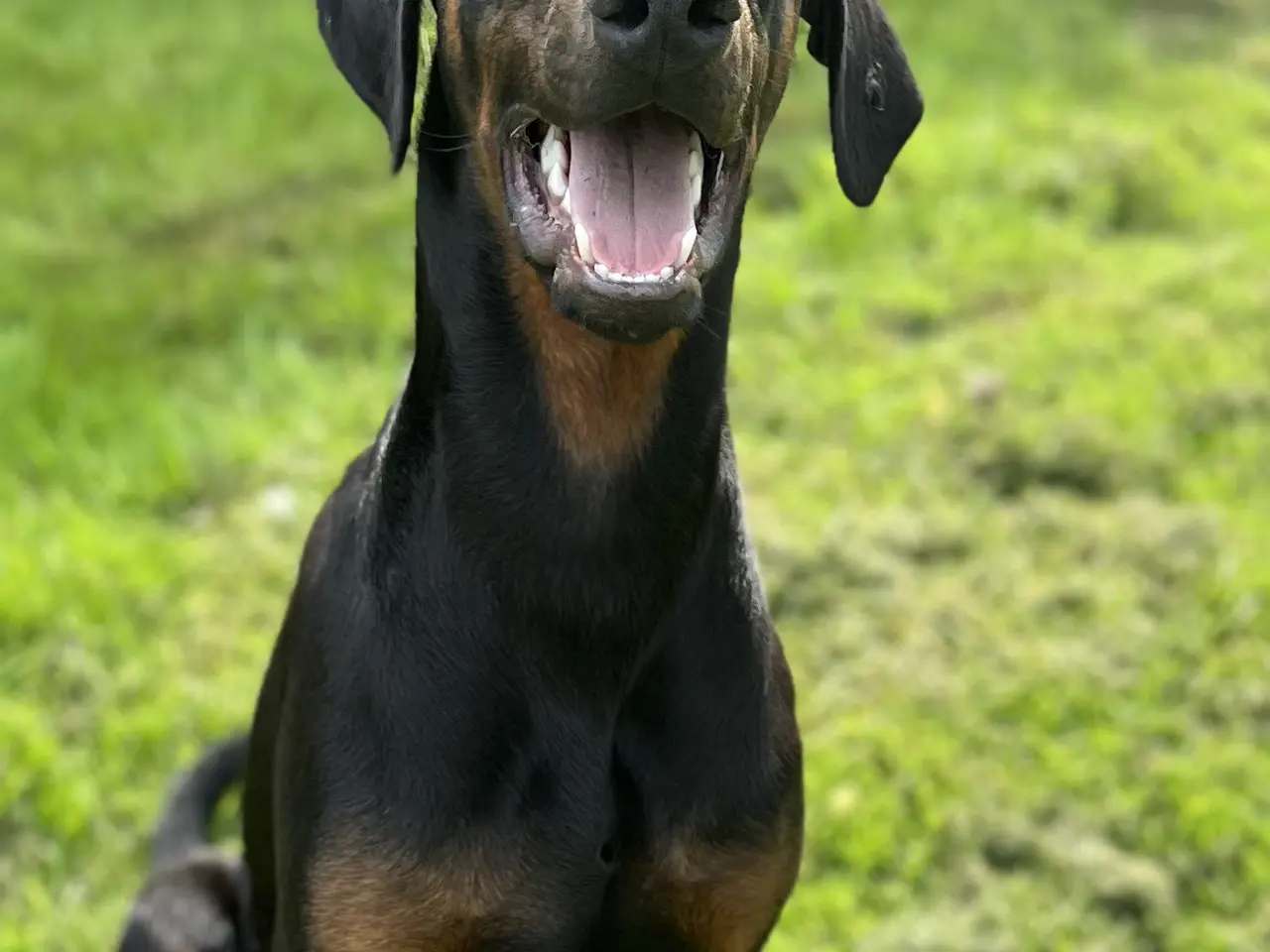 Billede 1 - Doberman smukke hvalpe