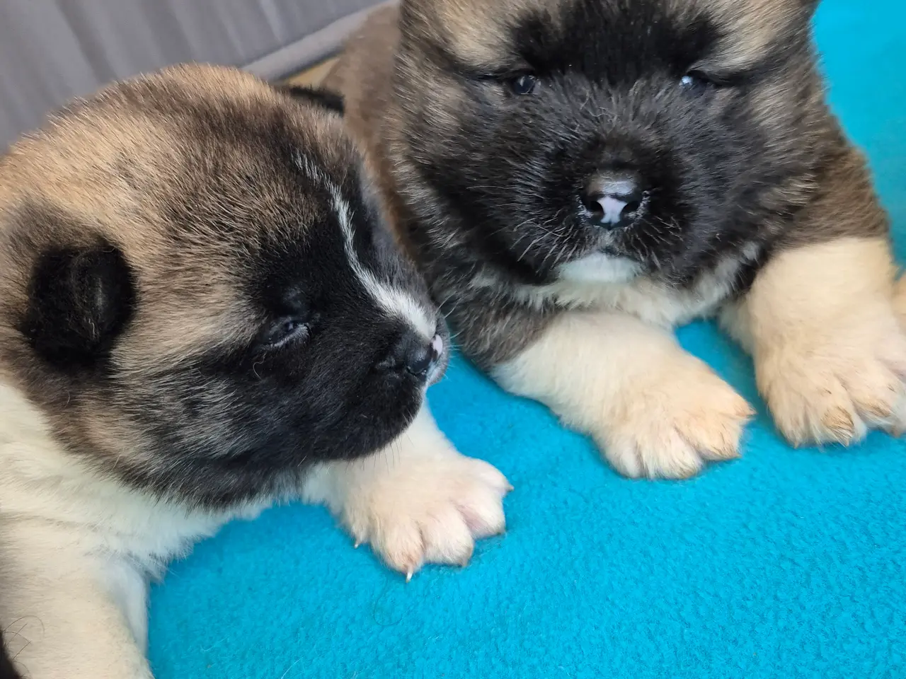 Billede 1 - Hundehvalpe American Akita 💙💙💙🩷