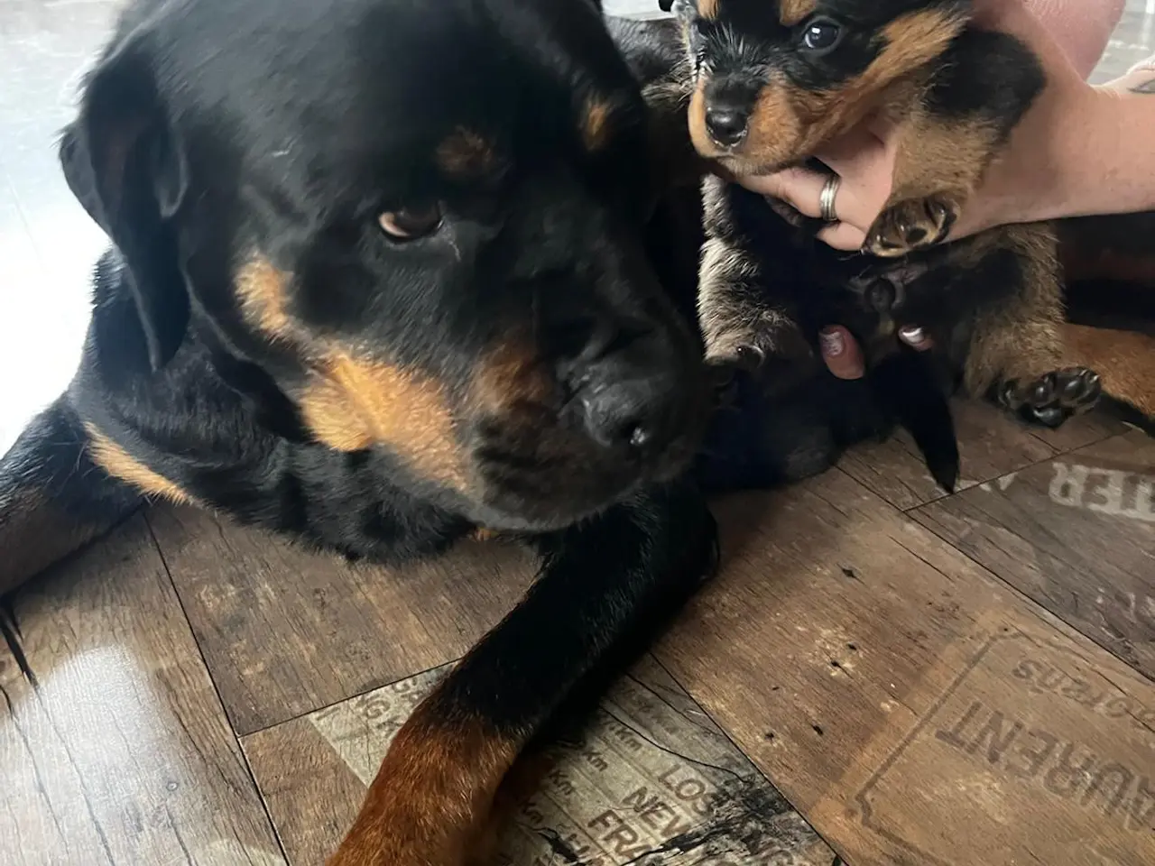 Billede 9 - Rottweiler hvalpe 3 uger