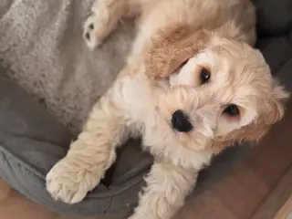 Cockerpoo 