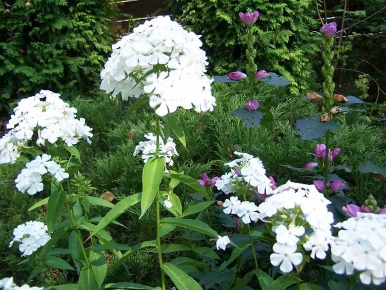 Billede 11 - Pakke 20 med blandet planter - stauder