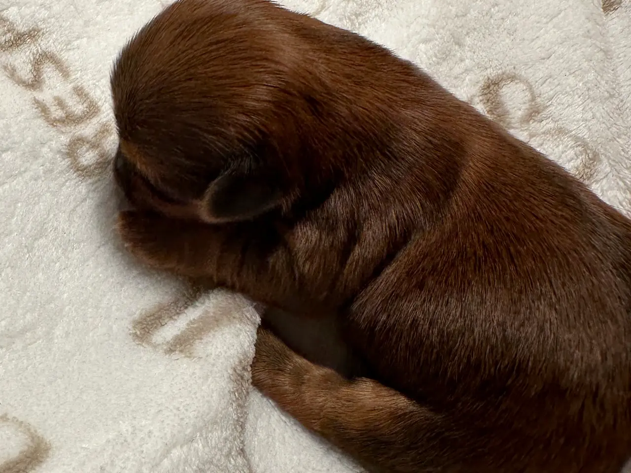 Billede 4 - 💞SKØNNE BICHON HAVANAIS HVALPE💞
