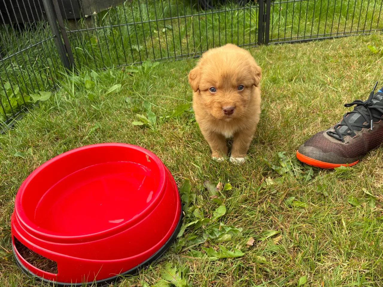 Billede 3 - Nova Scotia Duck Tolling Retriever hvalpe