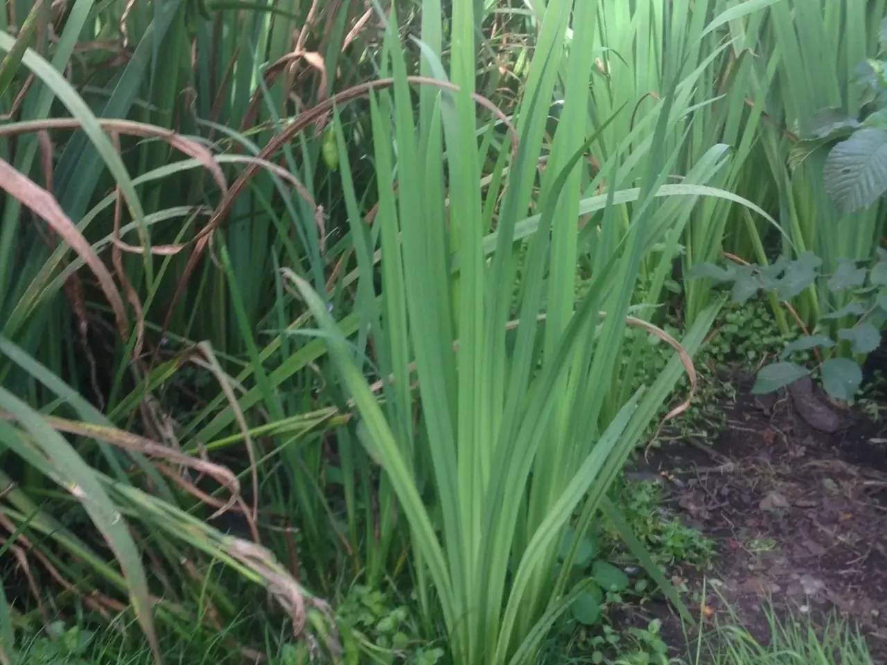 Billede 3 - Gul Iris. Plante til have og havedam