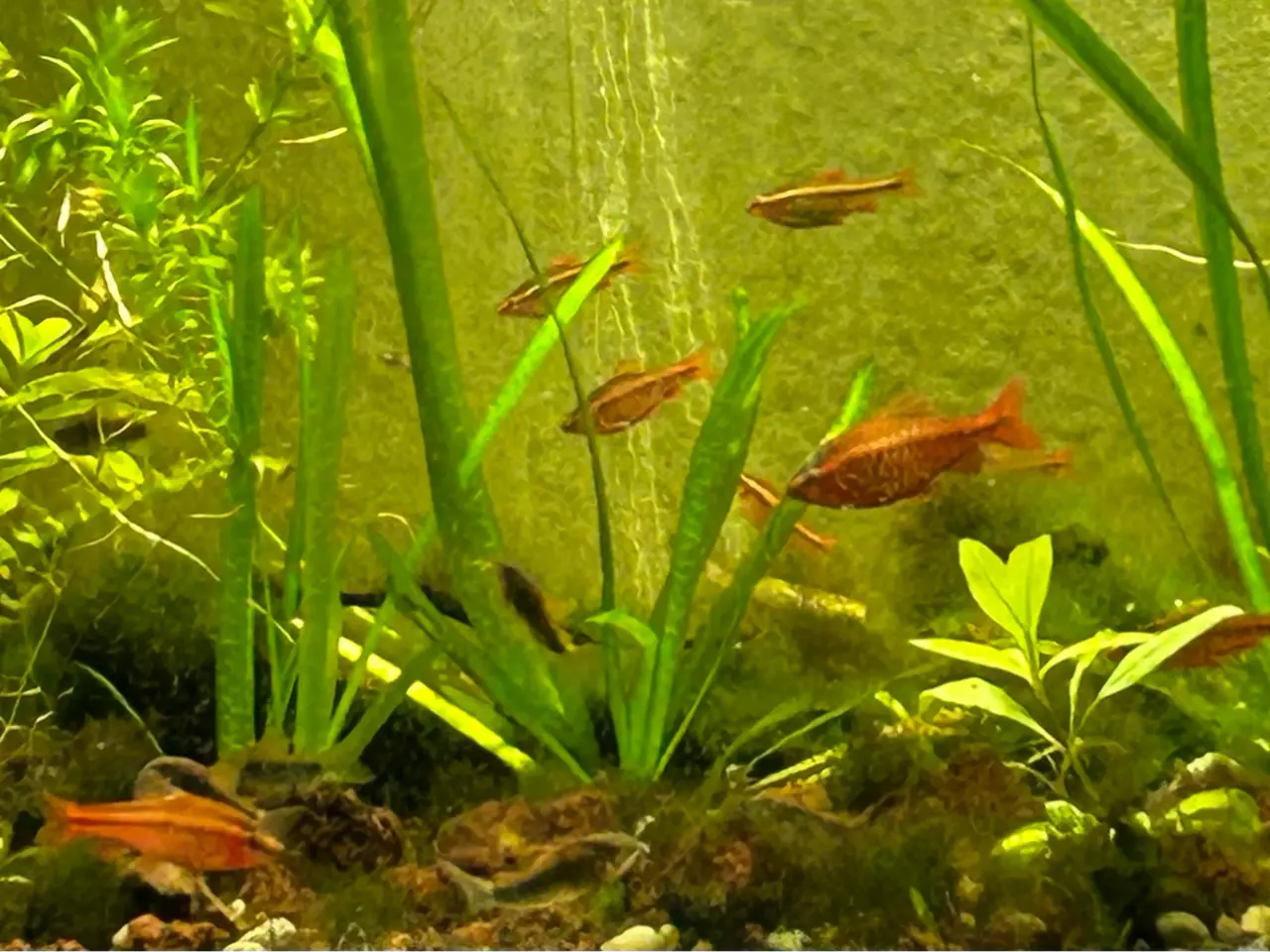Billede 4 - 🍒🐟 Smukke Kirsebær Barber 🚨 Rolige akvariefisk