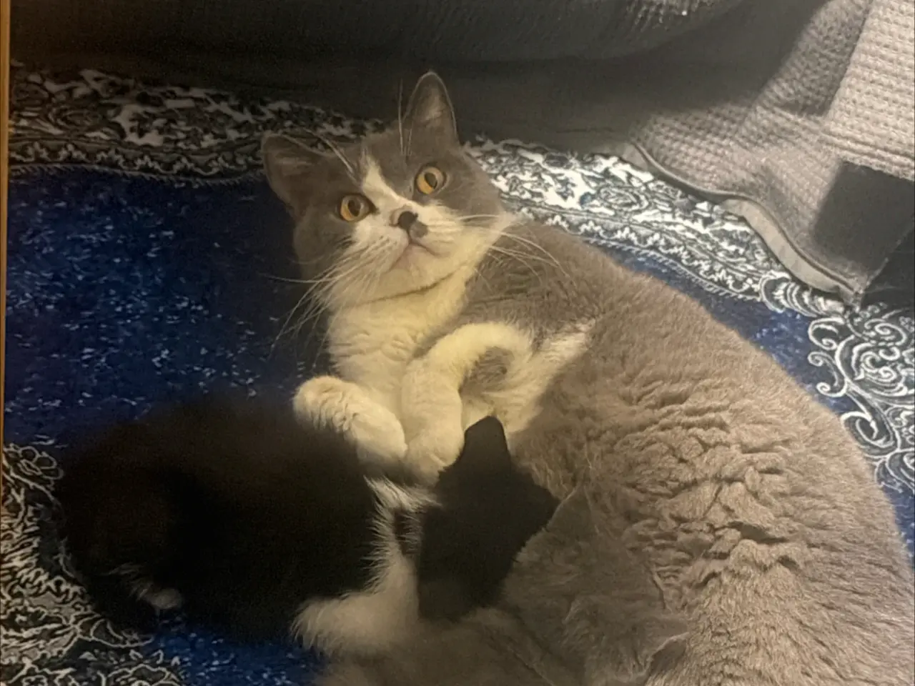 Billede 11 - British shorthair x ragdoll sælges