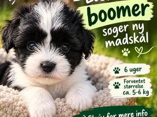 Hundehvalp, Marta, boomer / bichon havanais