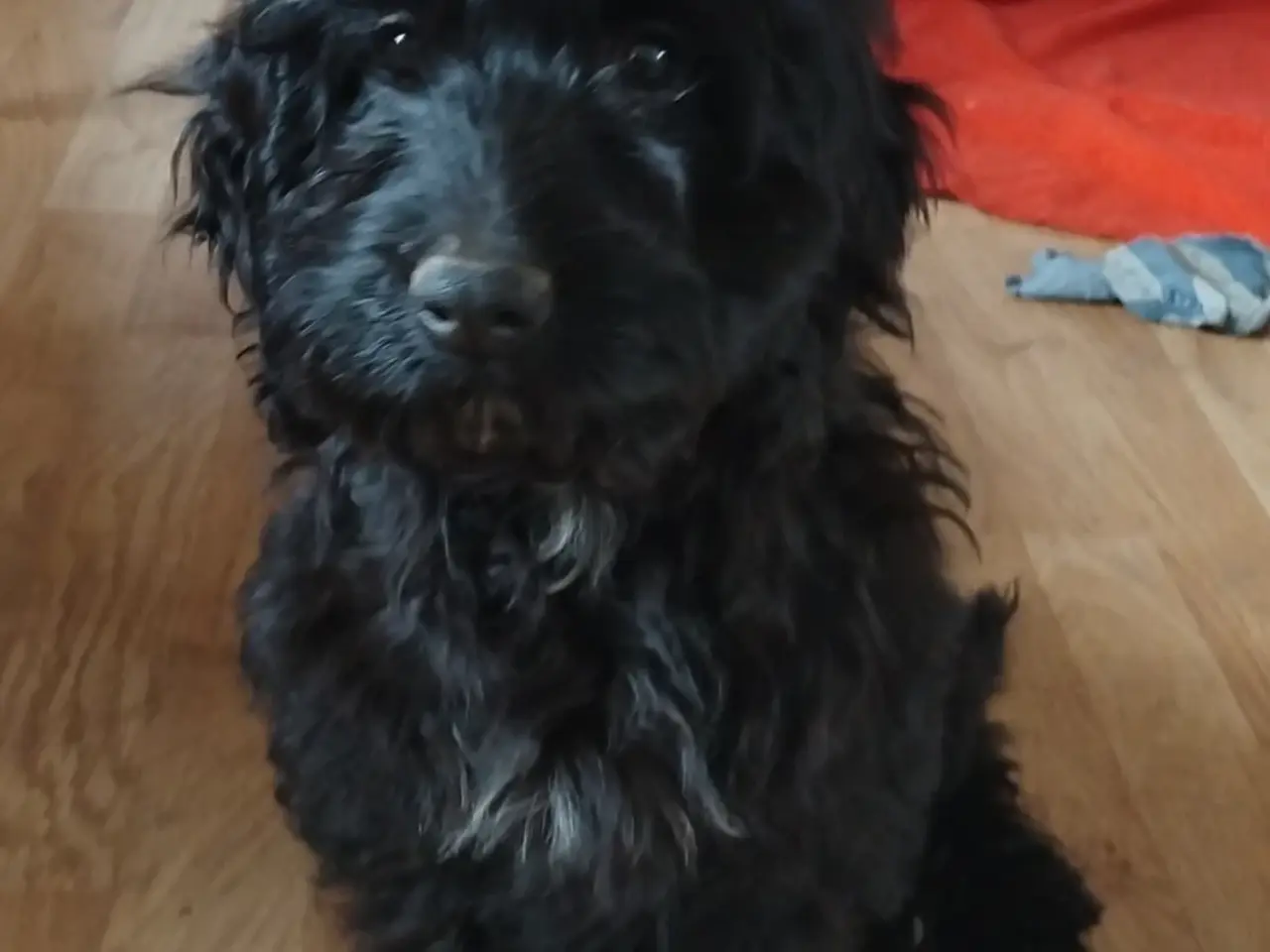 Billede 2 - Sødeste Cockapoo