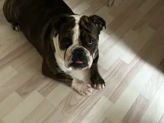 Engelsk bulldog