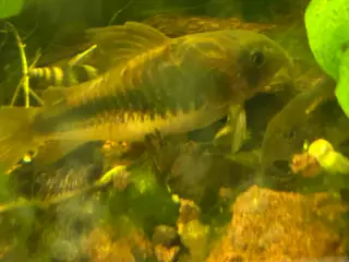🐟 Kobber pansermaller 3-4 cm  | Afhentes i Viby J