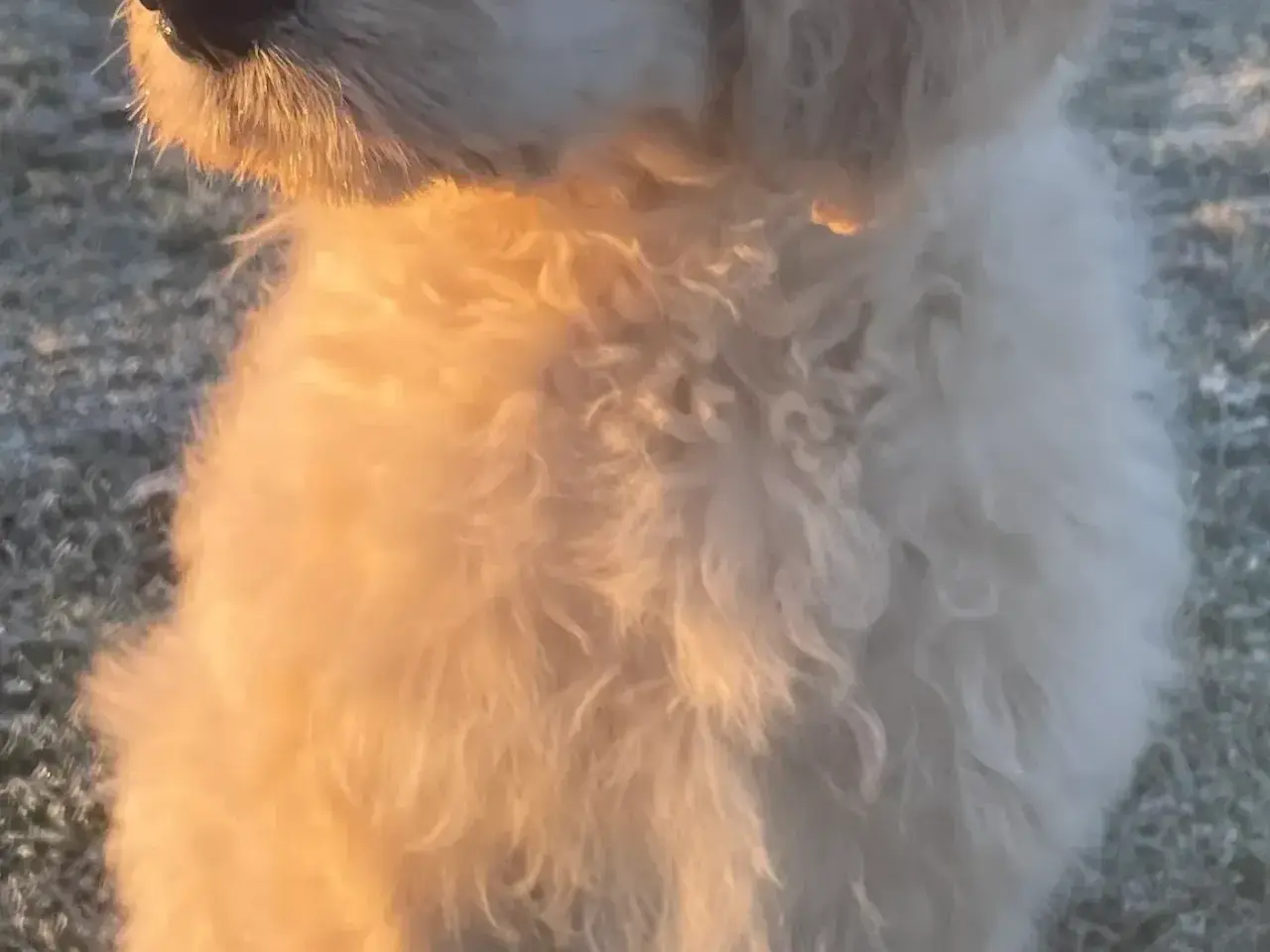 Billede 3 - Nyfødte - Goldendoodle-HVALPE
