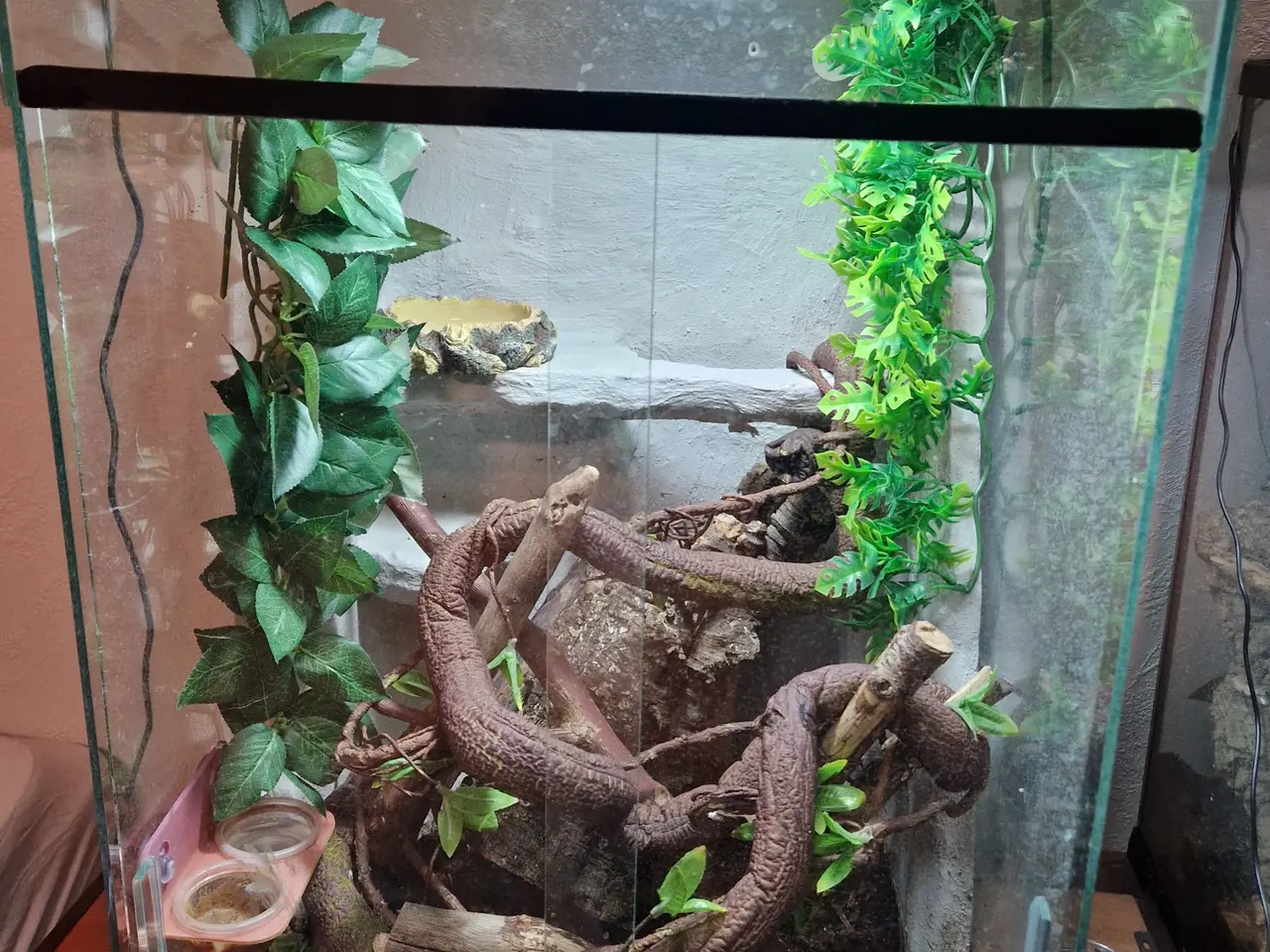 Billede 2 - gargoyle gecko + terrarie og udstyr