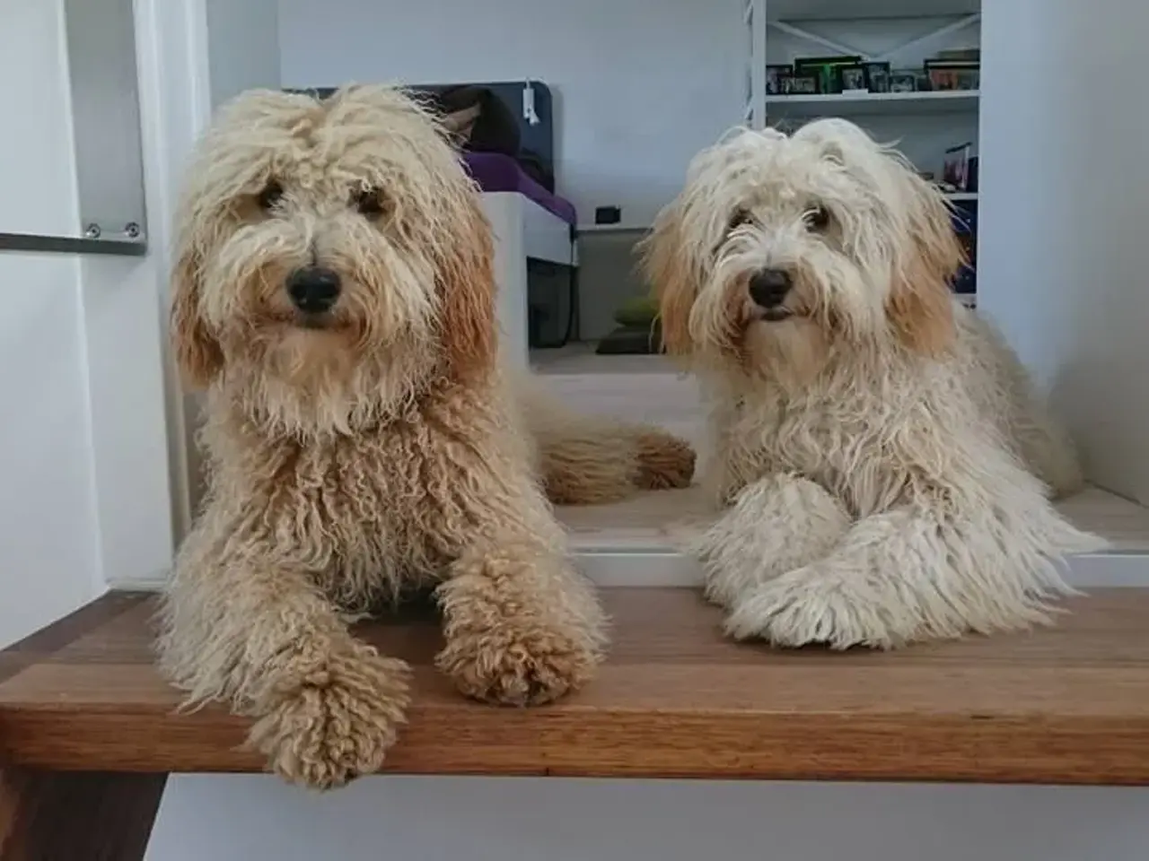 Billede 3 - Goldendoodle og andre doodler