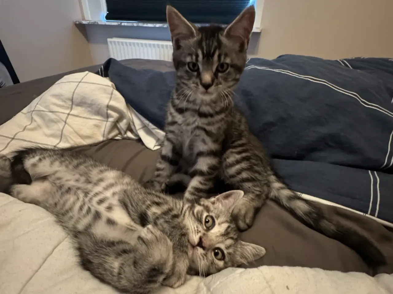 Billede 3 - Ægte maincoon