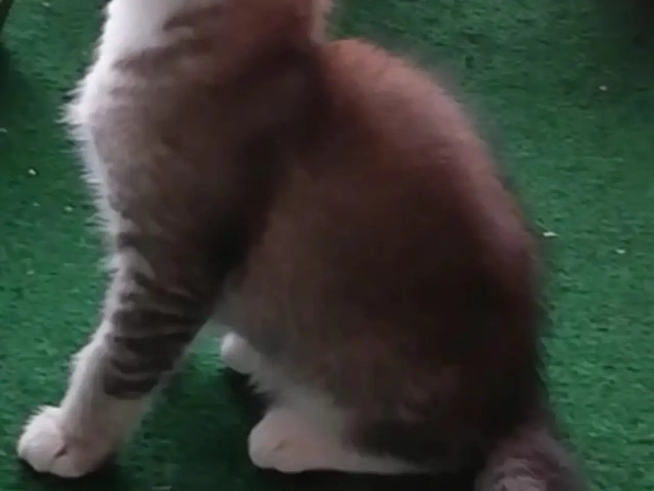Billede 6 - Grey – en høflig og kærlig Scottish Fold han søger