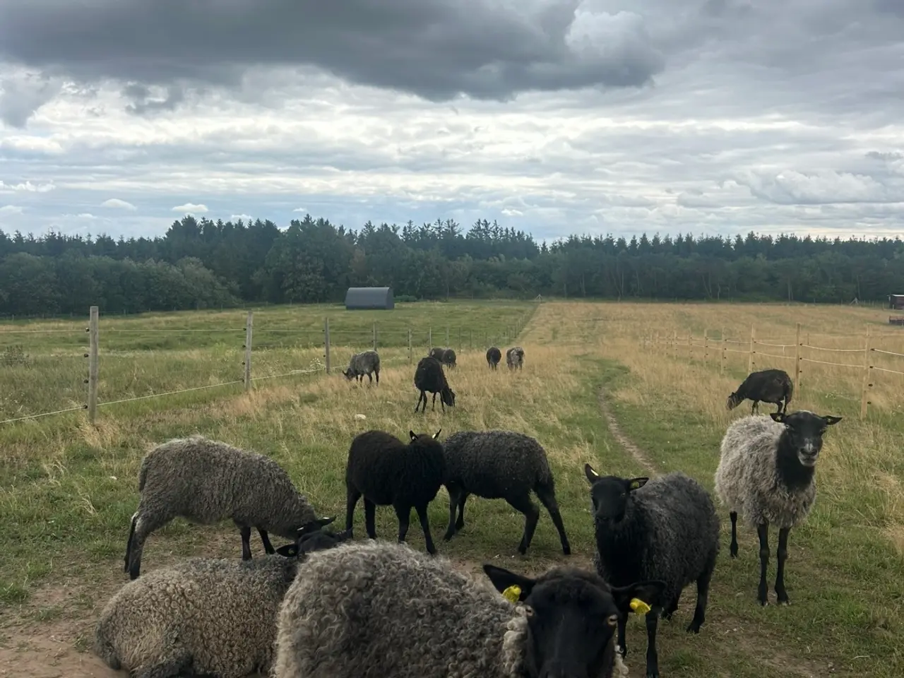 Billede 1 - Får (gotlændere) sælges