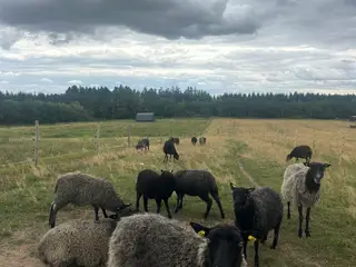 Får (gotlændere) sælges