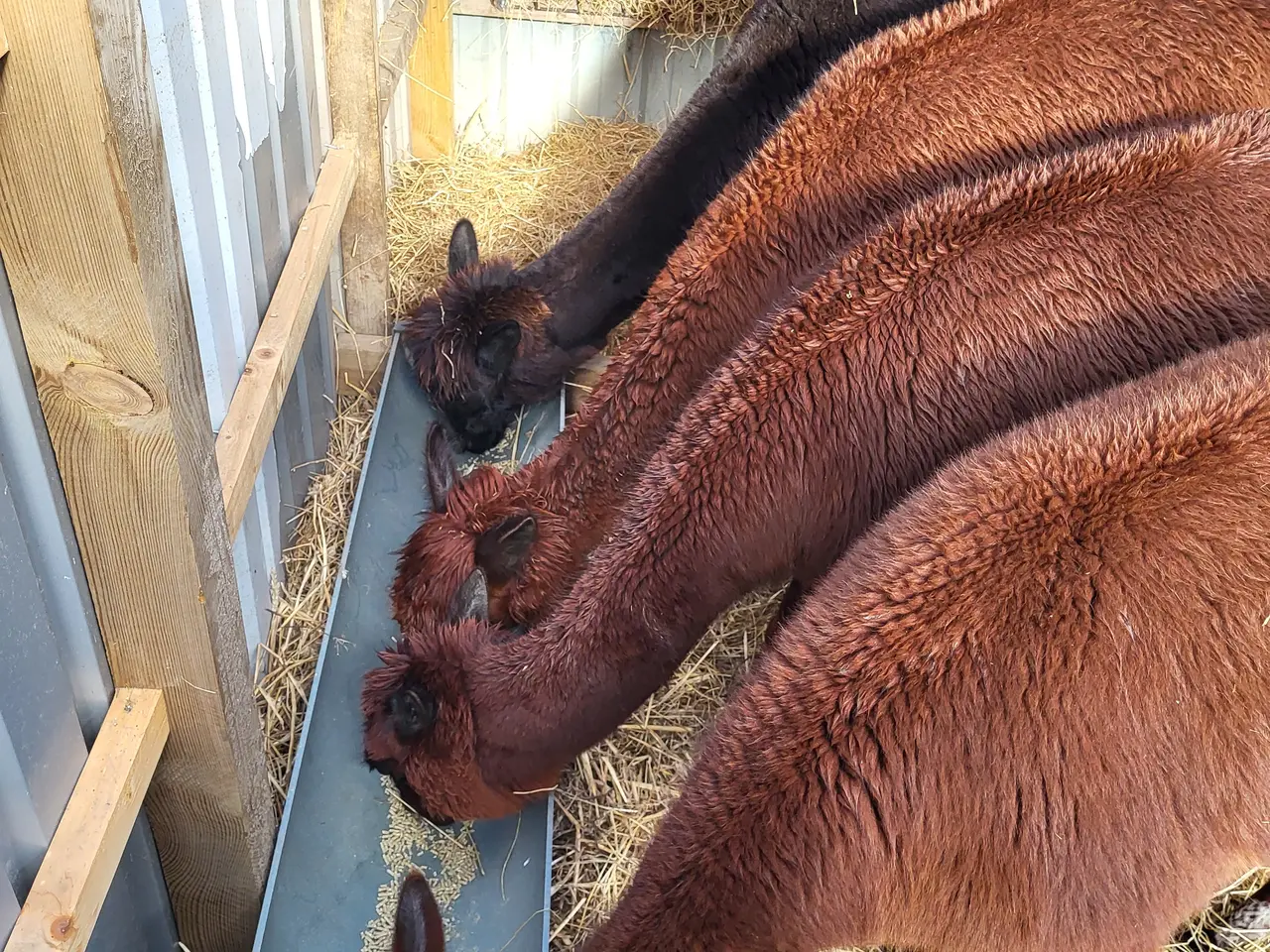 Billede 6 - Alpacaer 4 stk 