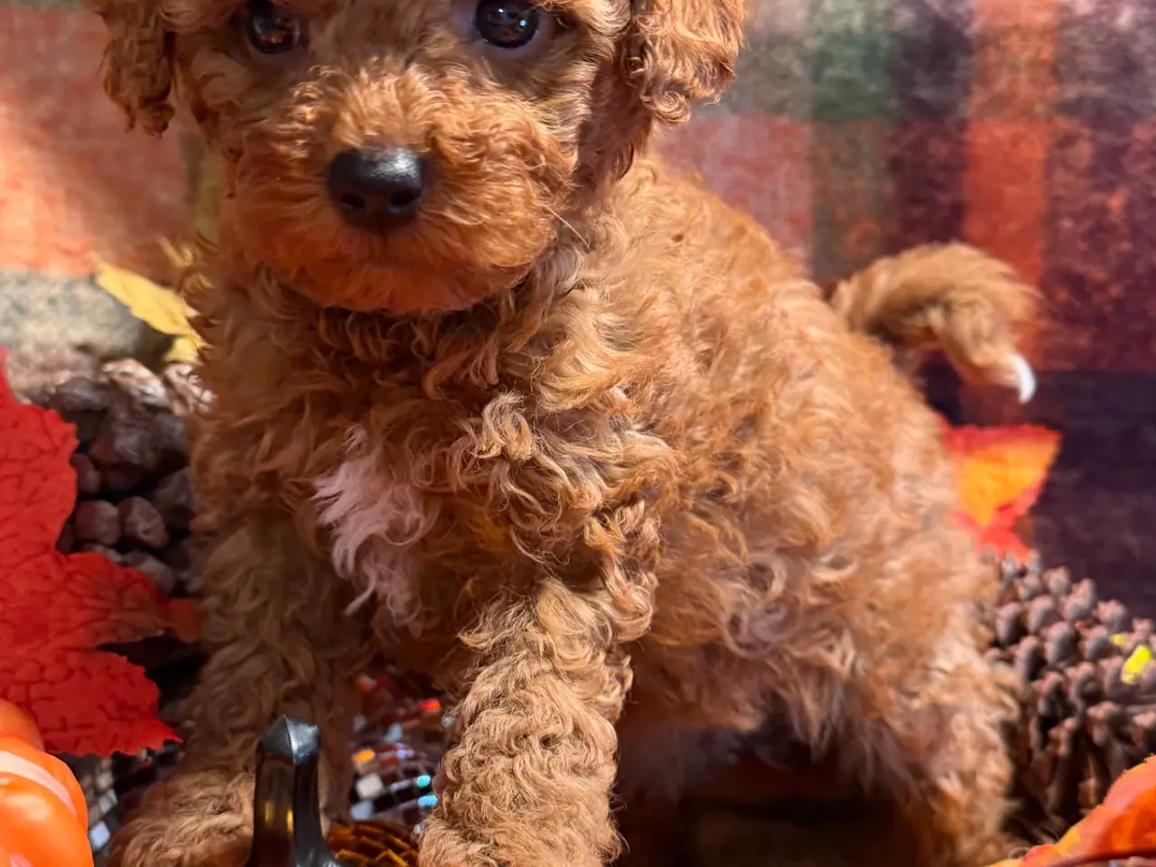 Billede 6 - Skønne mini Maltipoo hvalpe