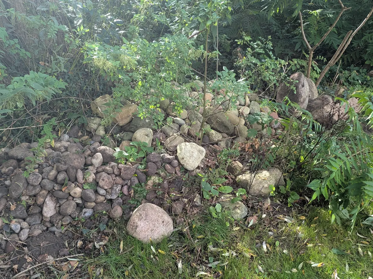 Billede 2 - Piksten - Gratis