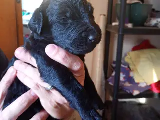 Labragoldendoodle klar 1. september