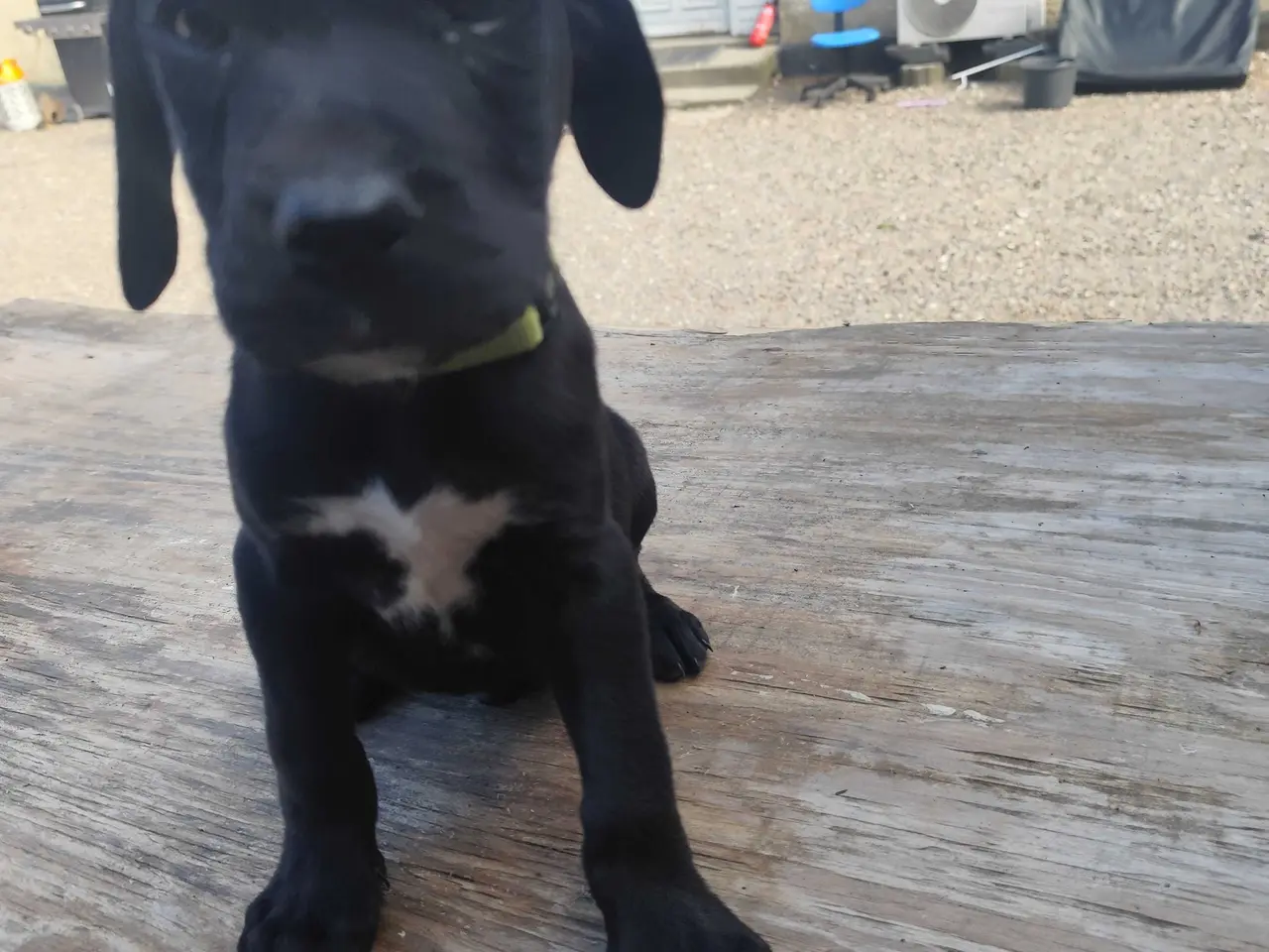 Billede 6 - Labrador blanding 