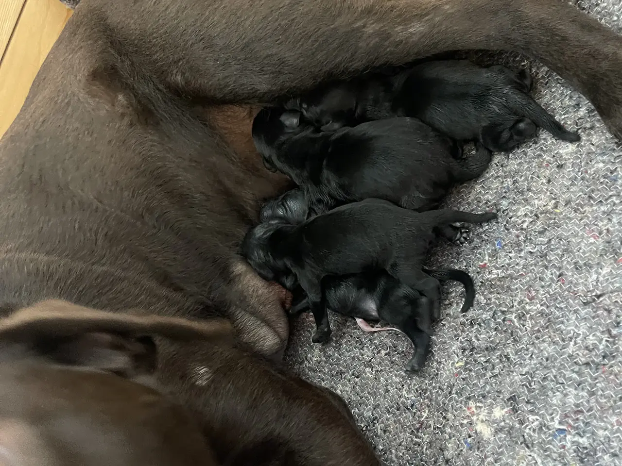 Billede 13 - Labrador hvalpe