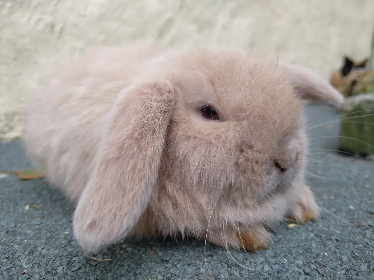 Billede 2 - Ægte Mini Lop UK unger