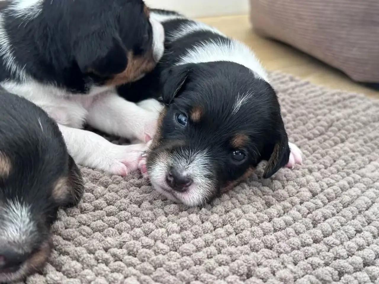 Billede 1 - Jack Russell Hvalpe sælges