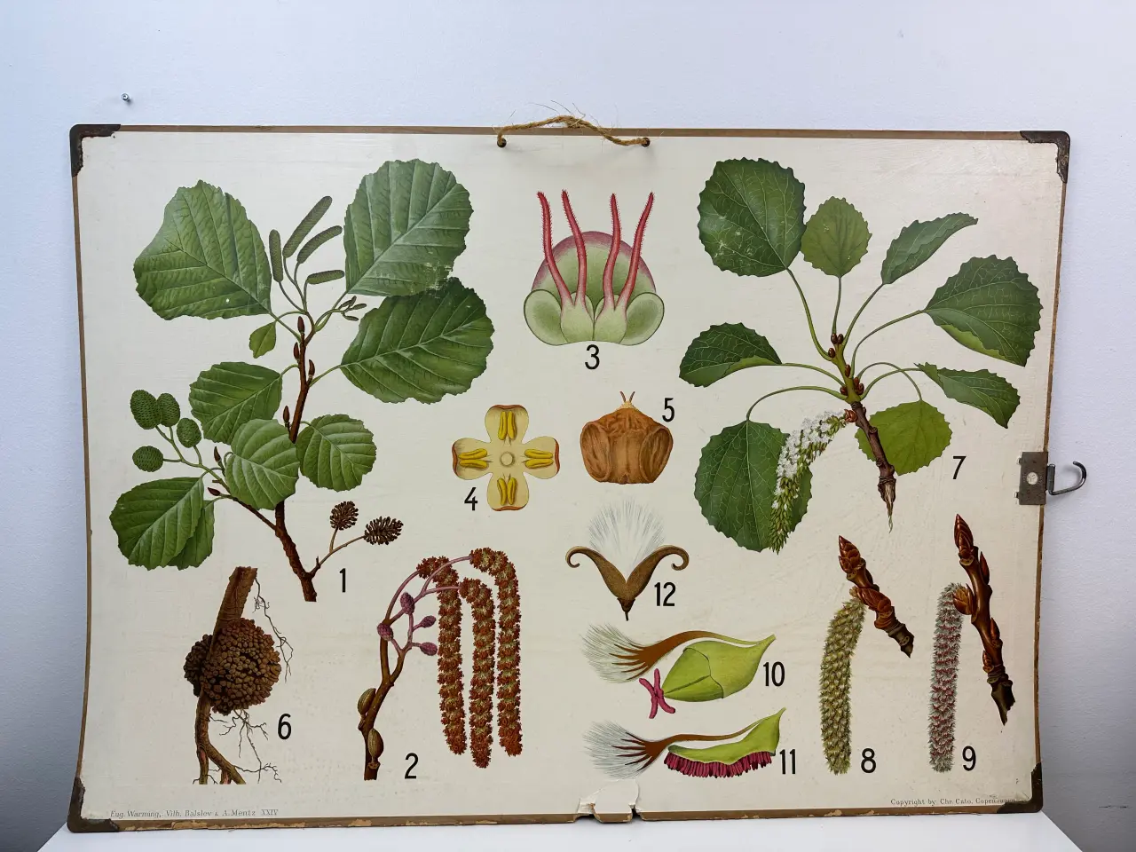 Billede 1 - Vintage skoleplanche (Botanik)