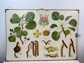 Vintage skoleplanche (Botanik)