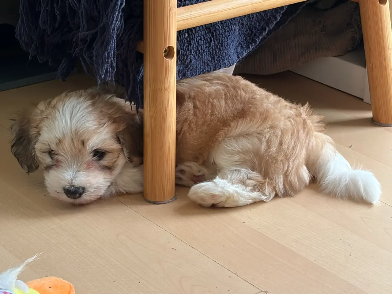 Billede 5 - Bichon Havanaise hvaple