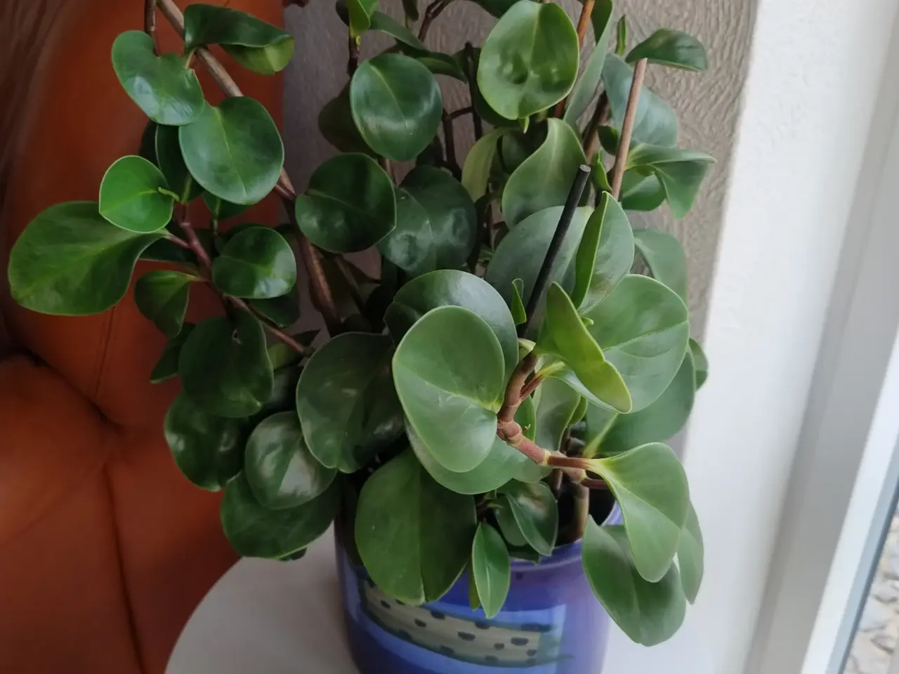 Billede 3 - 9 store stueplanter med potter 