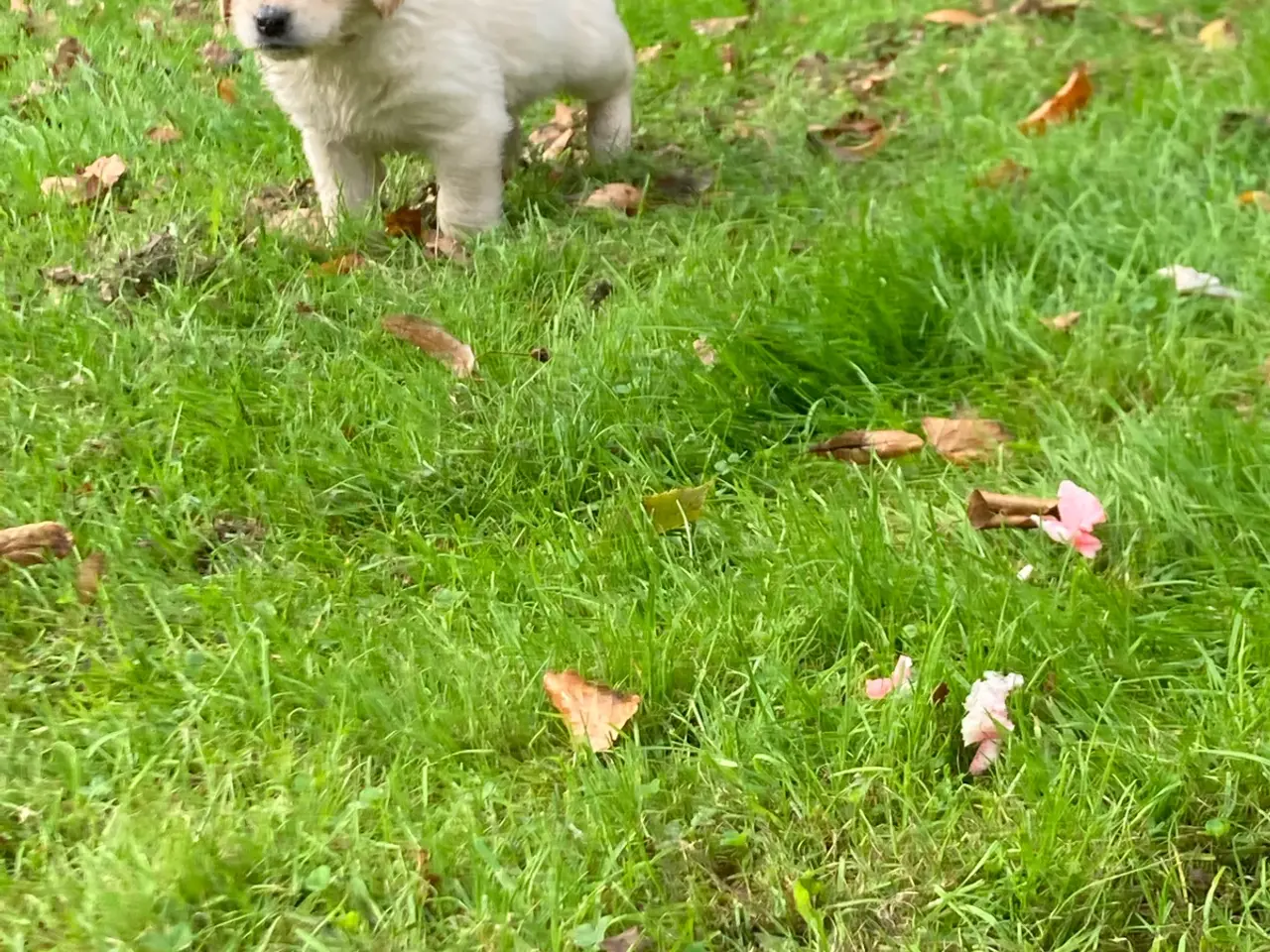 Billede 9 - Hvalpe, Golden retrievere