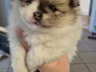 Fire smukke pomeranian hvalpe 🐾
