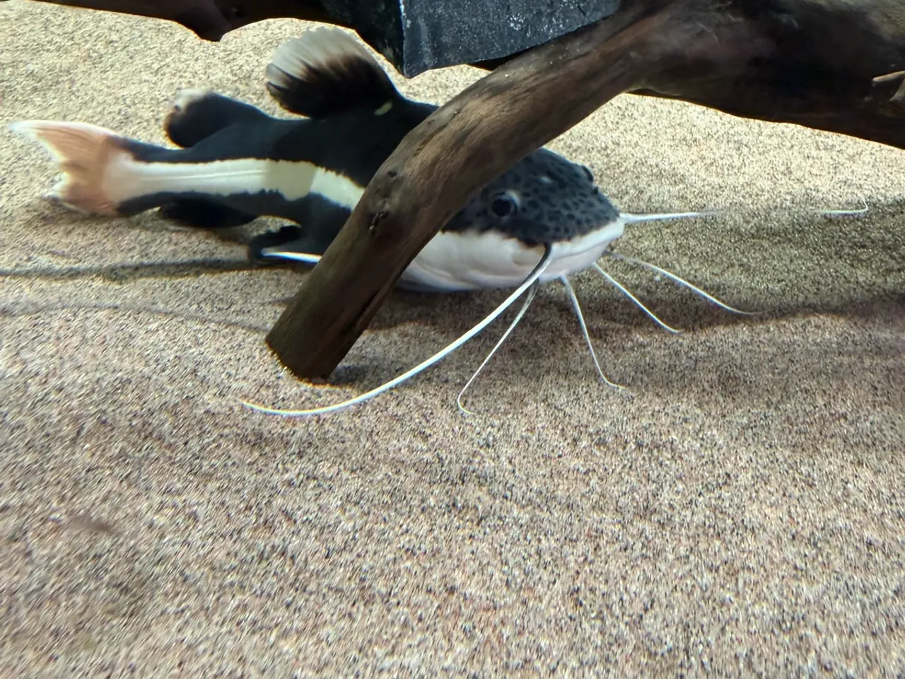 Billede 2 - Redtail catfish (25cm)