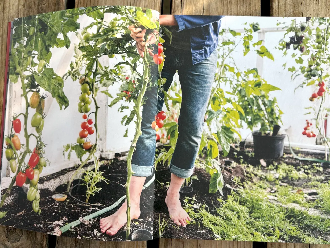 Billede 6 - Stefans Store Feta Röta – Stefan Sundström