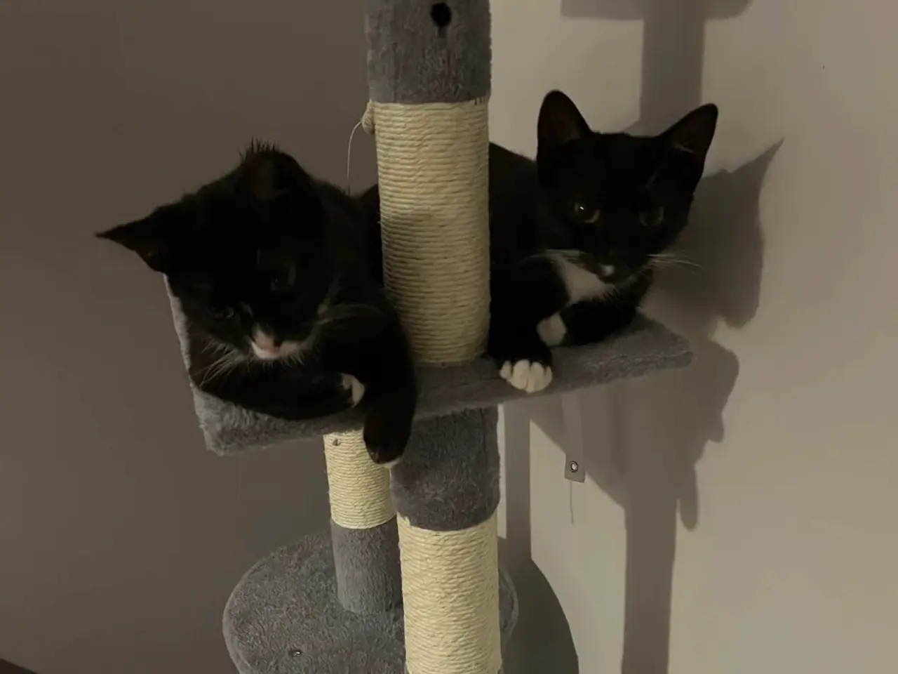 Billede 4 - Sort of hvid kat 