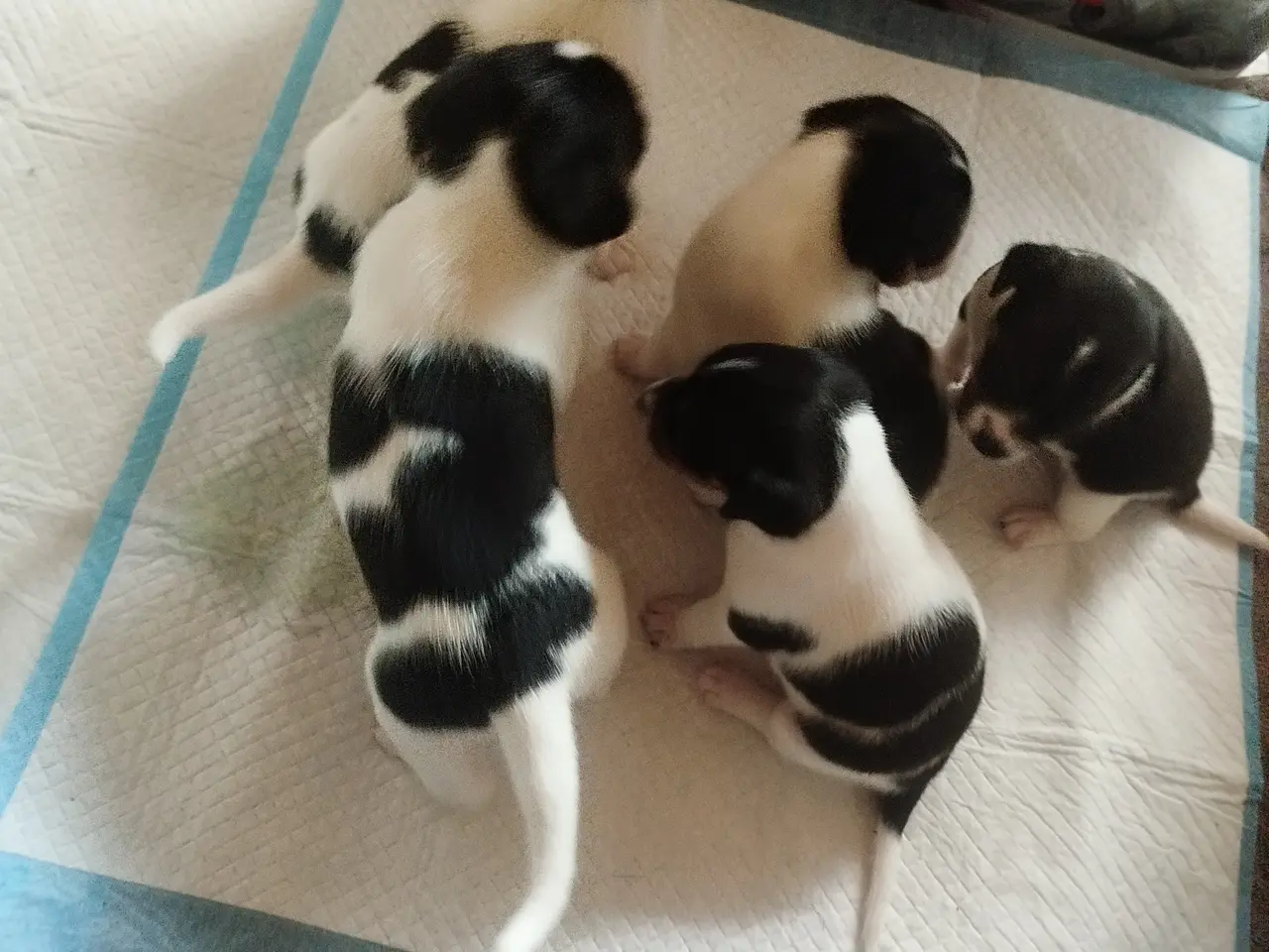 Billede 16 - Ðansk svensk gårdhunde hvalpe