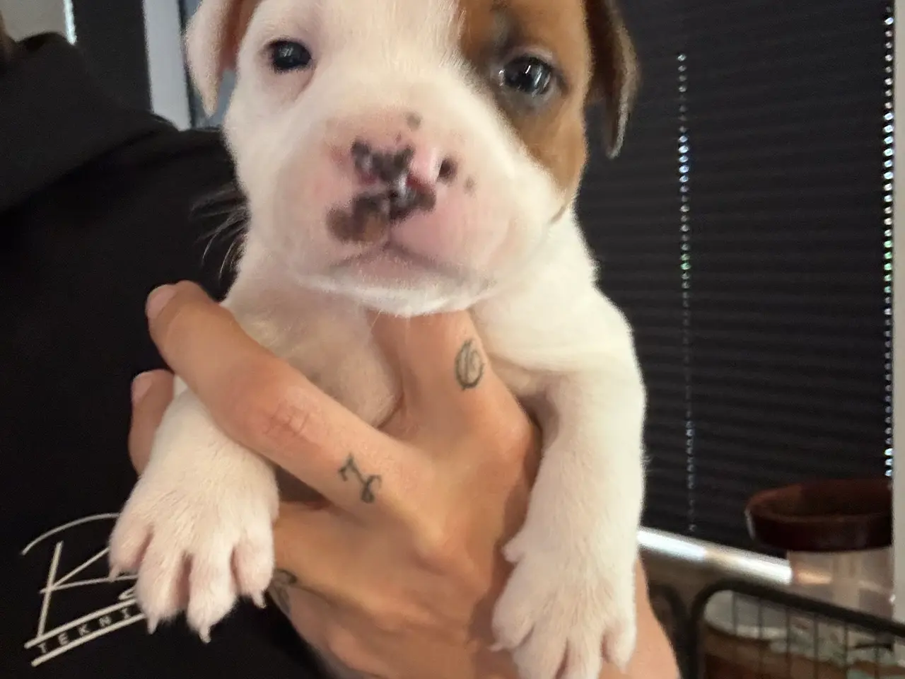 Billede 2 - Engelsk Staffordshire Terrier hvalpe