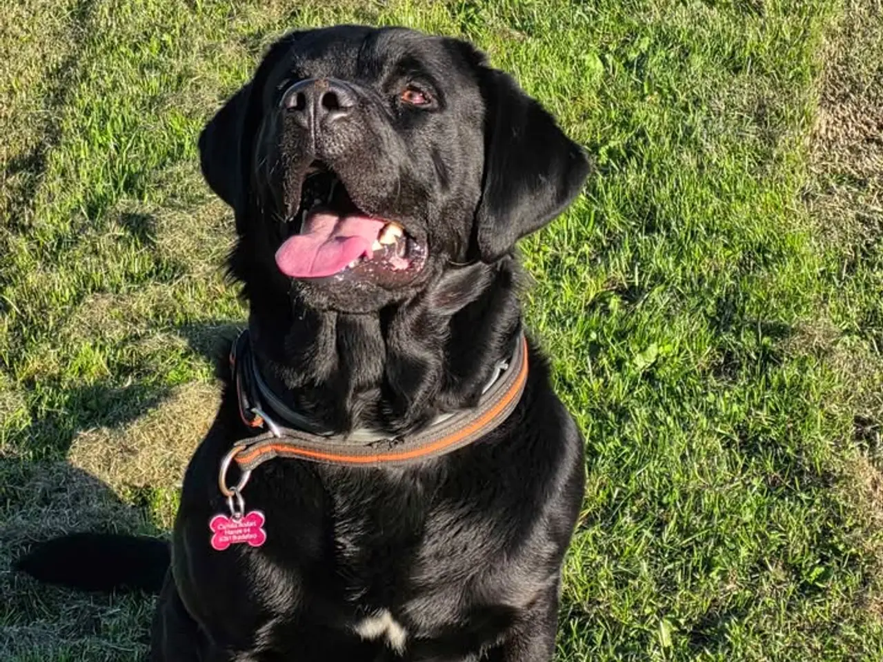 Billede 4 - labrador blanding hanhund