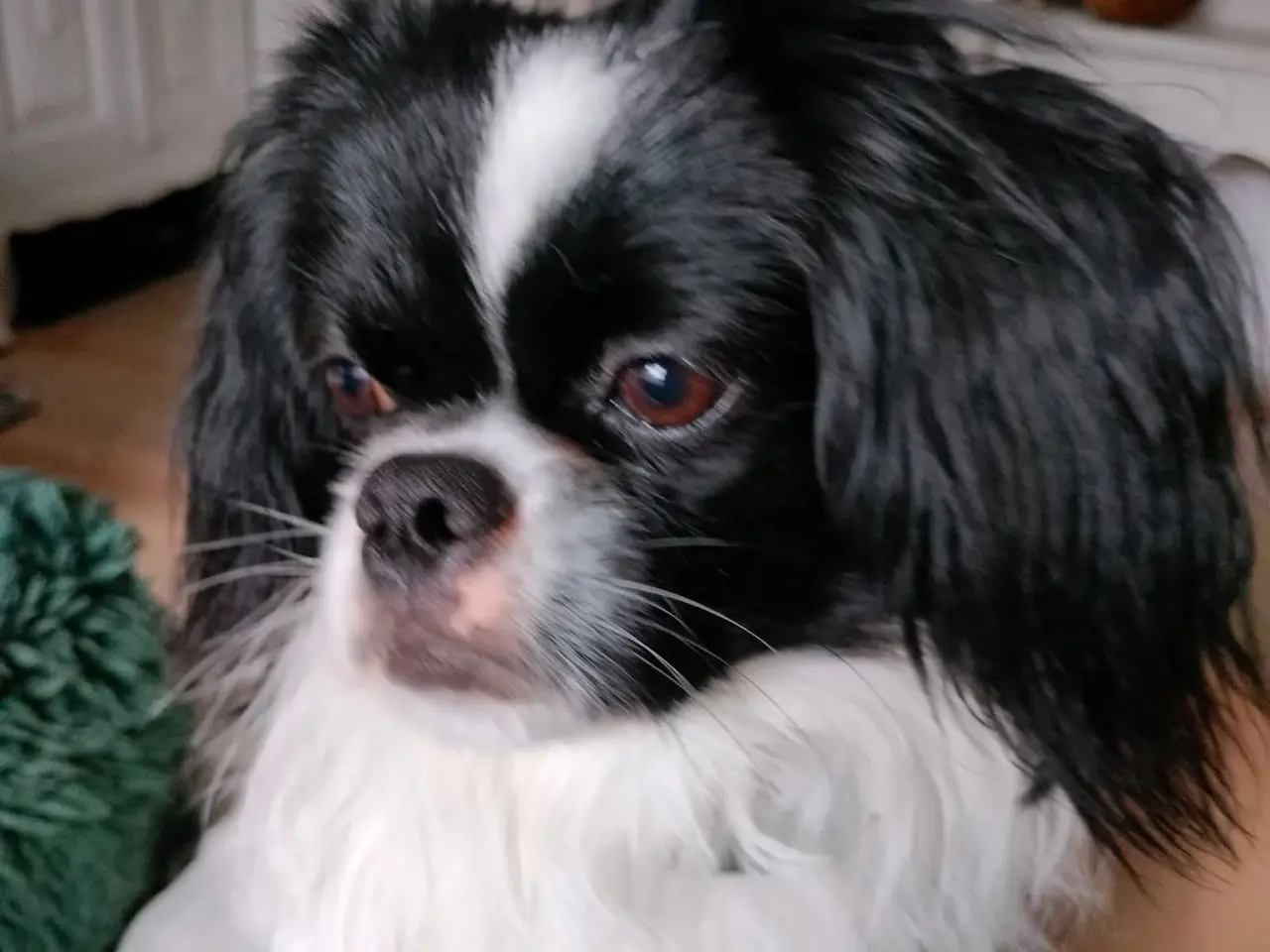 Billede 1 - Hund til avl