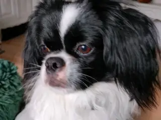 Hund til avl