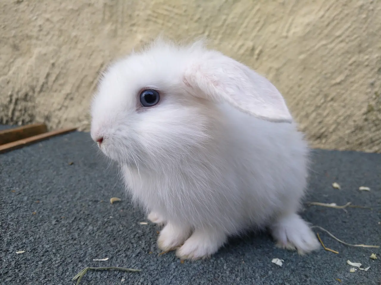 Billede 4 - 2 Mini Lop unger med himmelblå øjne